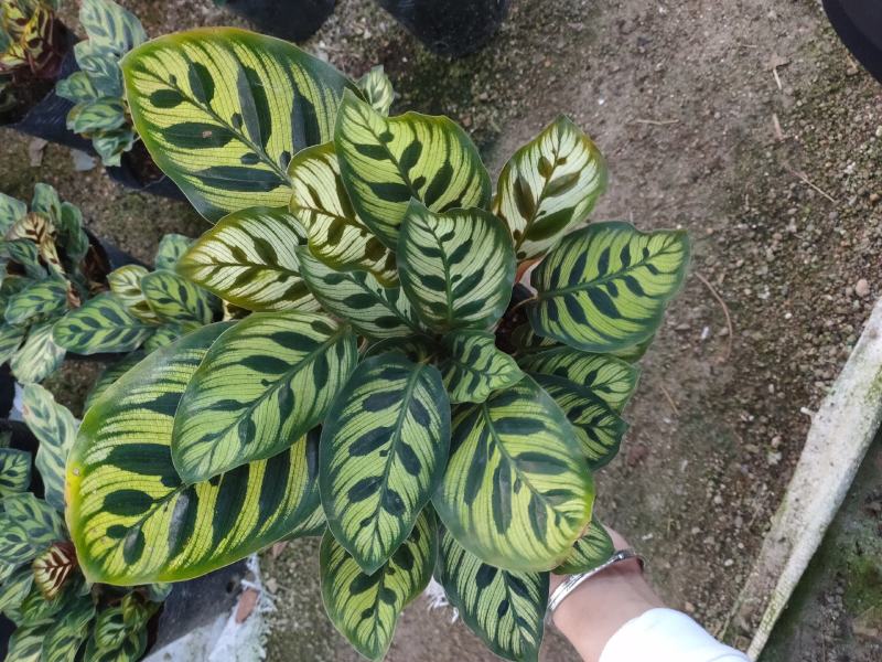 精品140营养杯孔雀竹芋靓货