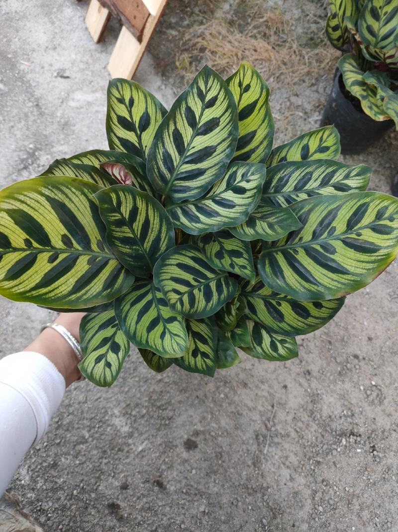 精品140营养杯孔雀竹芋靓货