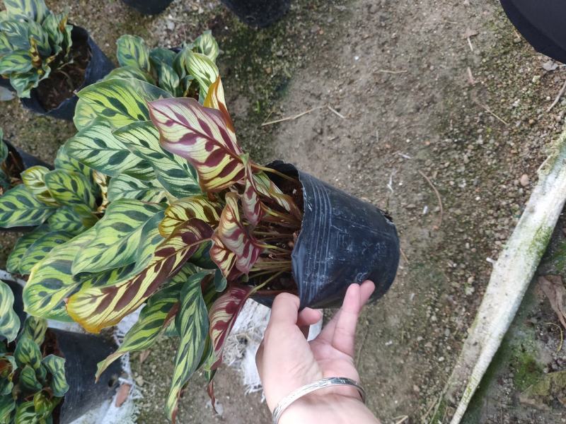 精品140营养杯孔雀竹芋靓货