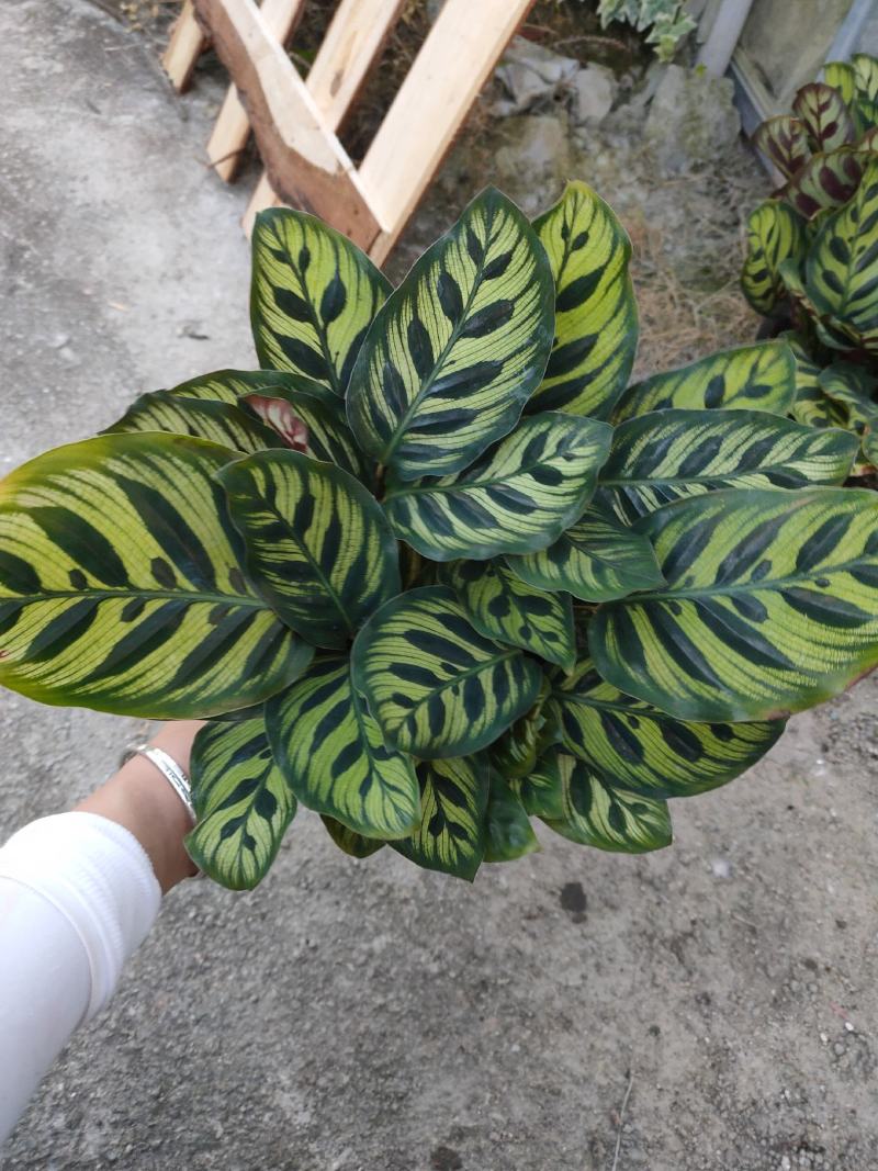 精品140营养杯孔雀竹芋靓货