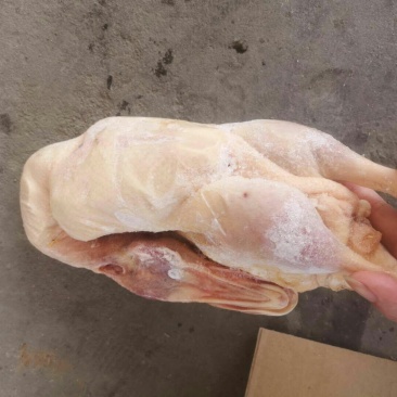 二级B白条鸭沂南樱桃谷瘦肉行，各个规格有货