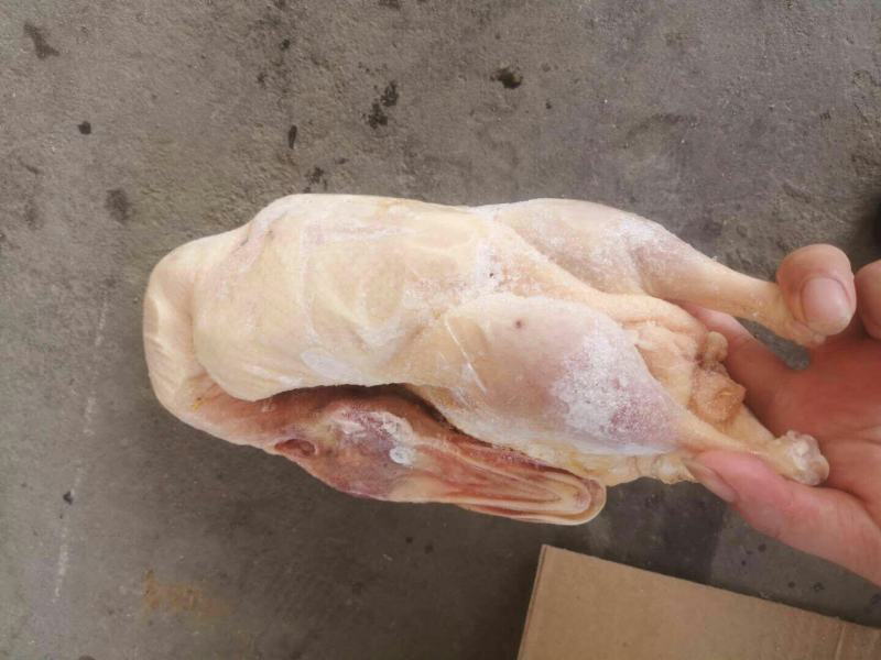二级B白条鸭沂南樱桃谷瘦肉行，各个规格有货