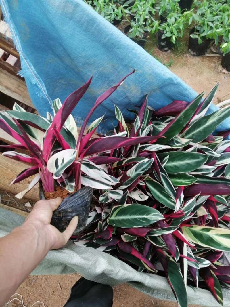 精品14杯七彩竹芋基地直销