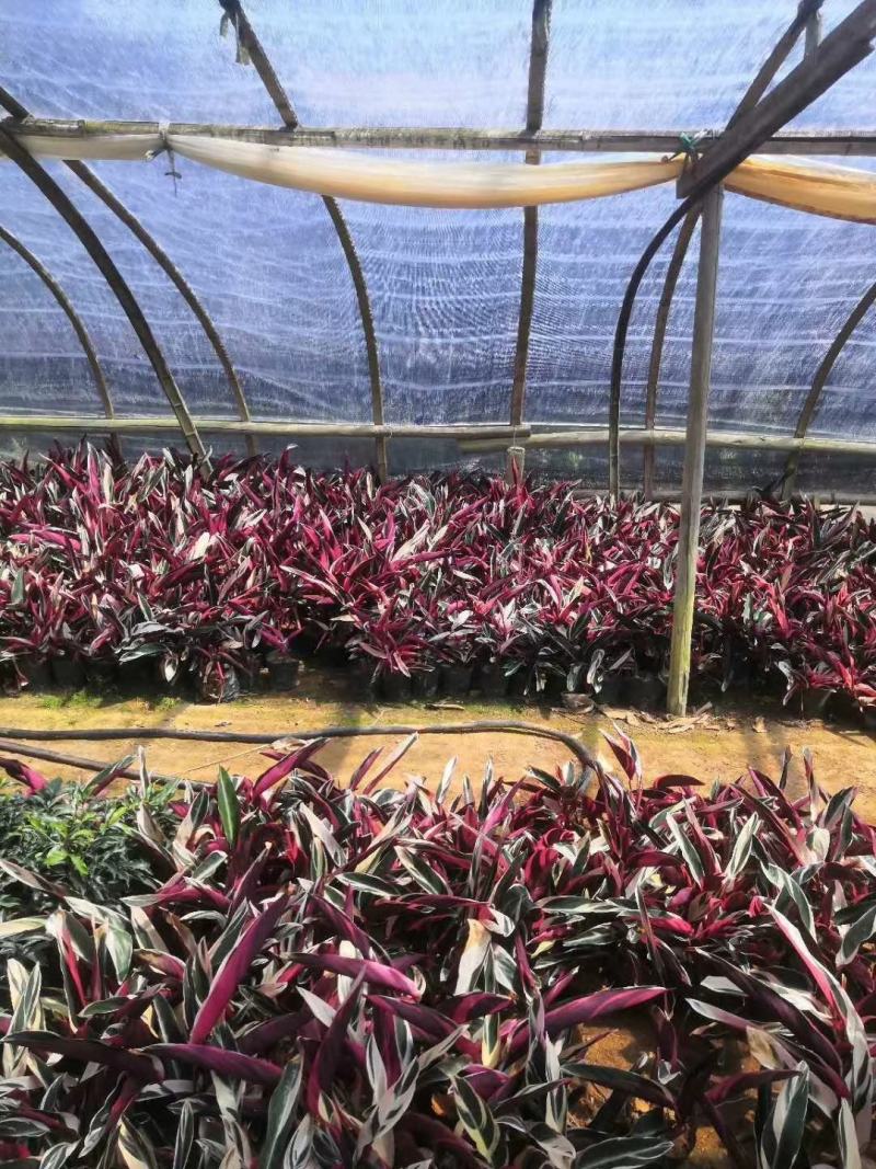 精品14杯七彩竹芋基地直销