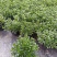 140营养黑杯带花苞金鱼草