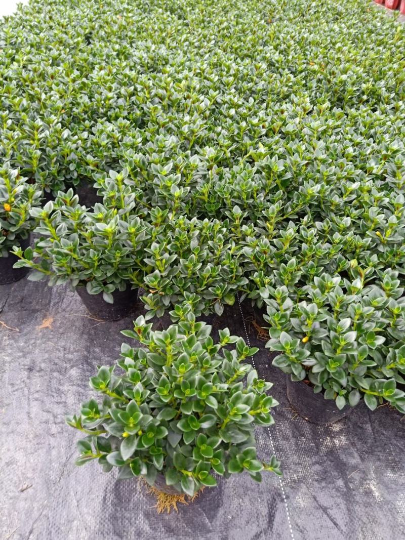 140营养黑杯带花苞金鱼草