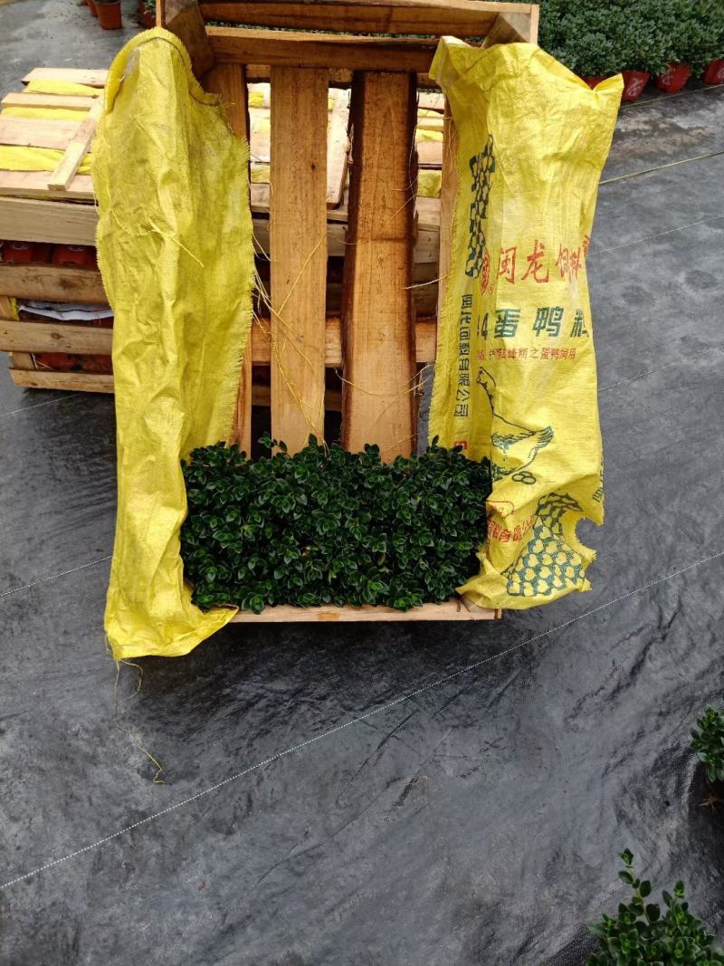140营养黑杯带花苞金鱼草