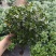 精品0.5加仑盆金鱼草开花带花苞