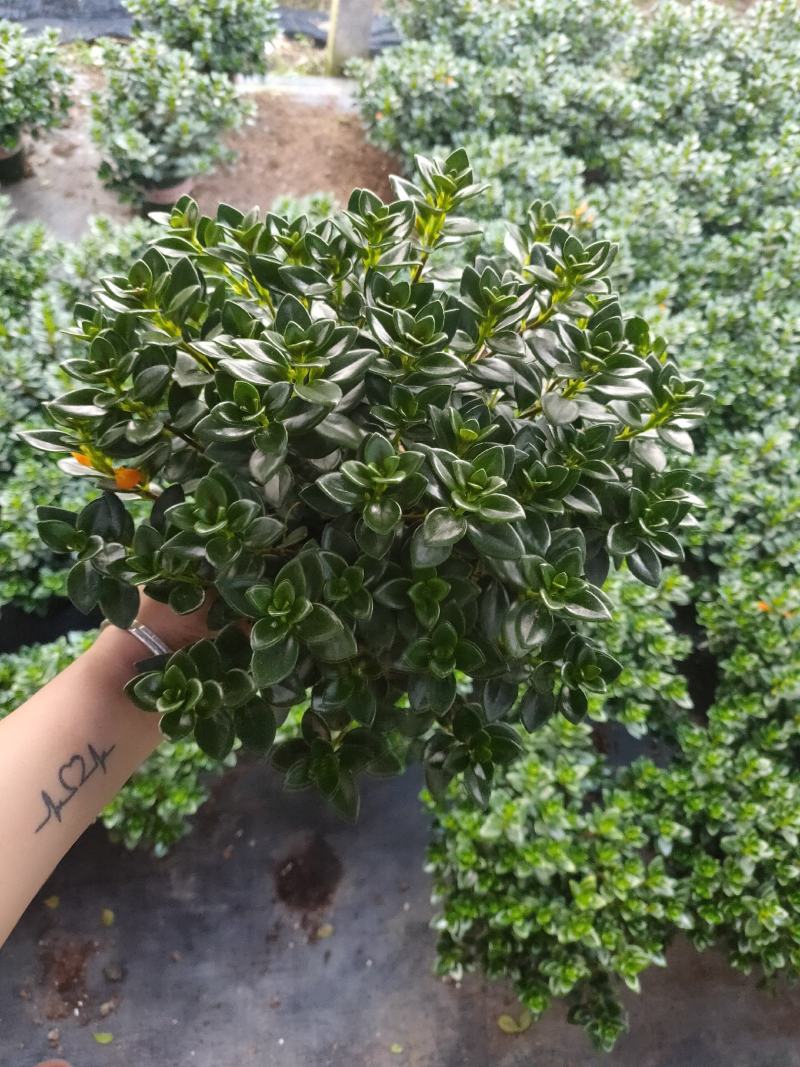 精品0.5加仑盆金鱼草开花带花苞