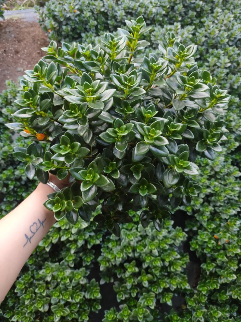精品0.5加仑盆金鱼草开花带花苞
