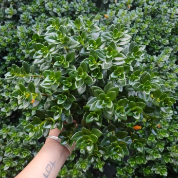 精品0.5加仑盆金鱼草开花带花苞