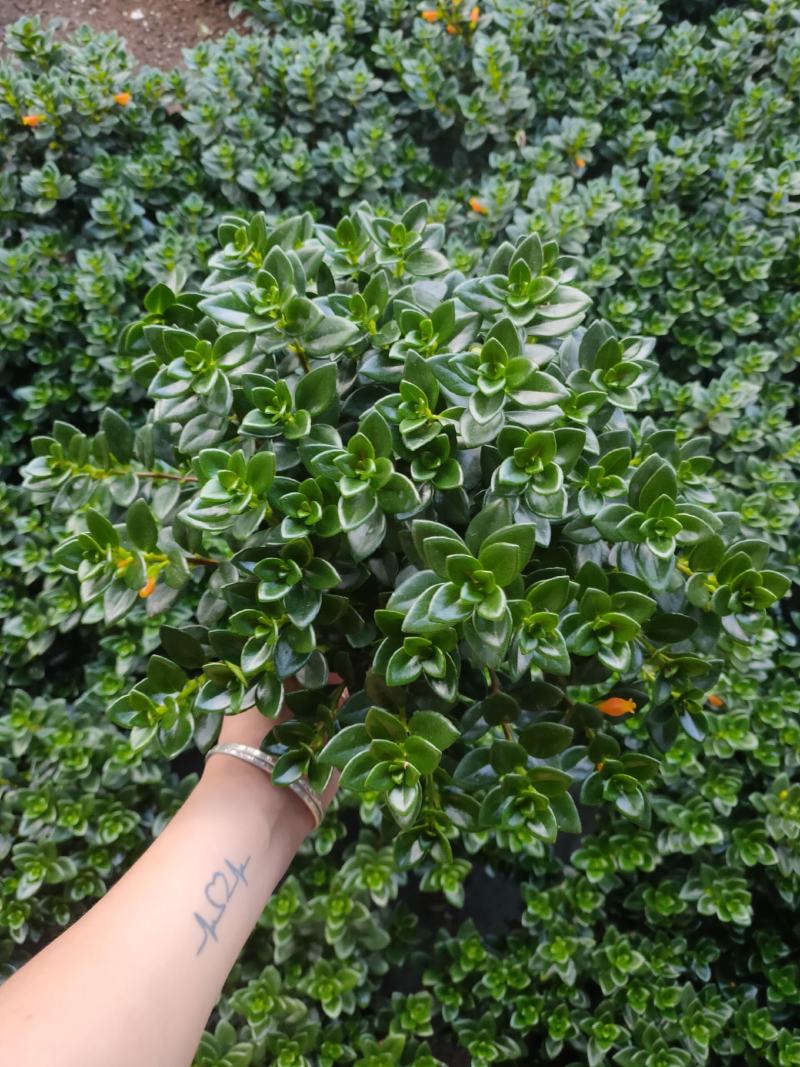 精品0.5加仑盆金鱼草开花带花苞