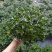 精品0.5加仑盆金鱼草开花带花苞