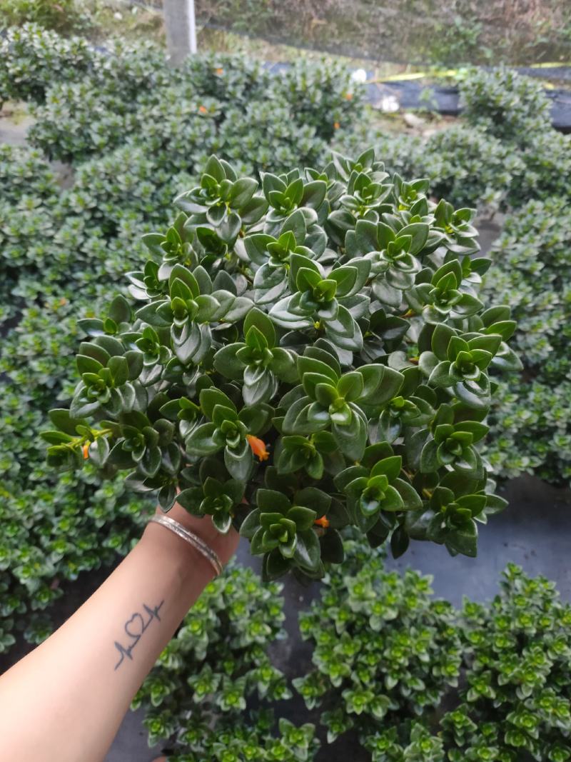 精品0.5加仑盆金鱼草开花带花苞