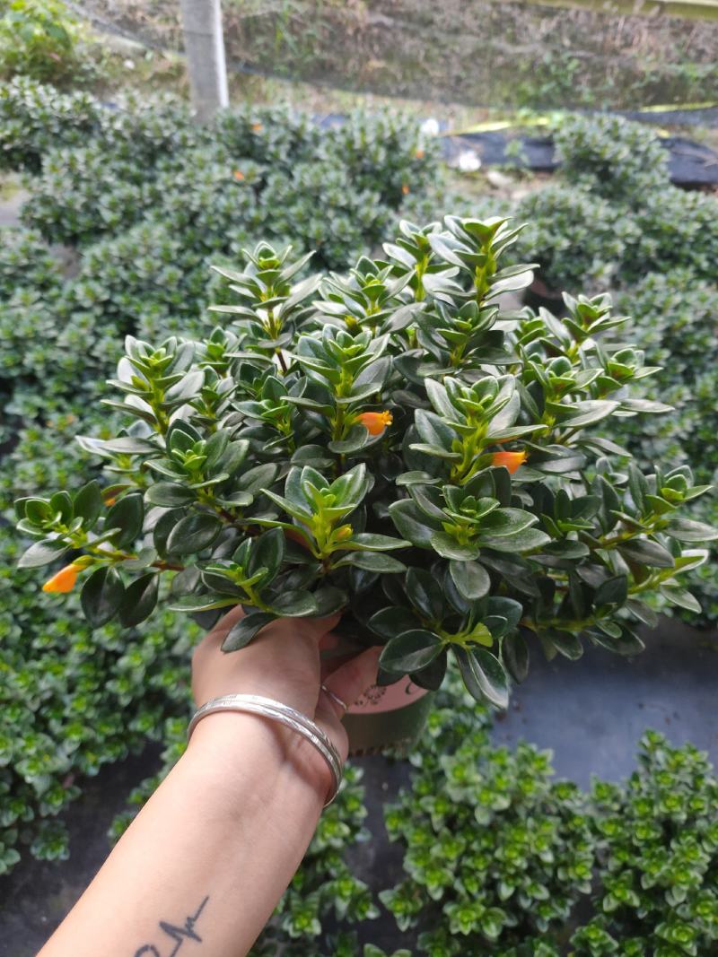 精品0.5加仑盆金鱼草开花带花苞