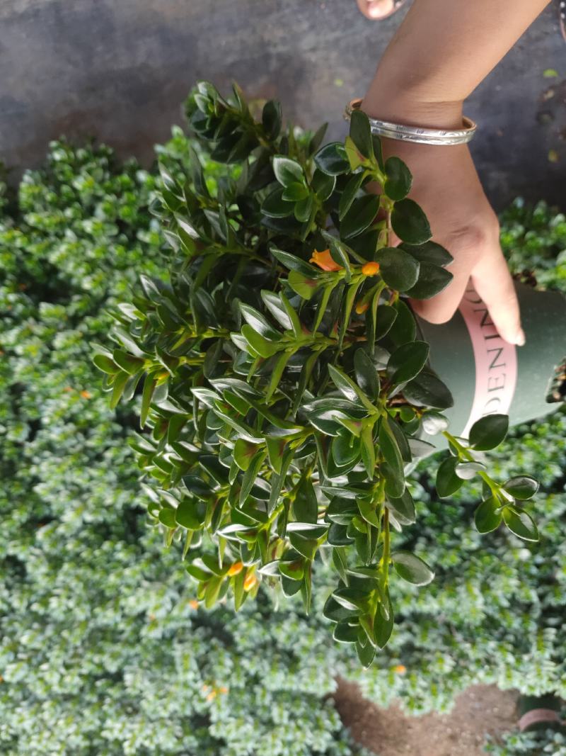 精品0.5加仑盆金鱼草开花带花苞