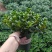 精品0.5加仑盆金鱼草开花带花苞
