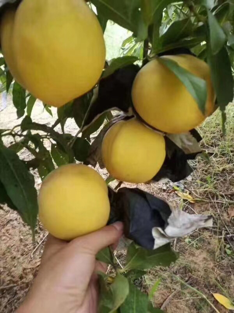 陕西大荔纸袋中黄桃黄金蜜桃量大，脆甜，产地直供！