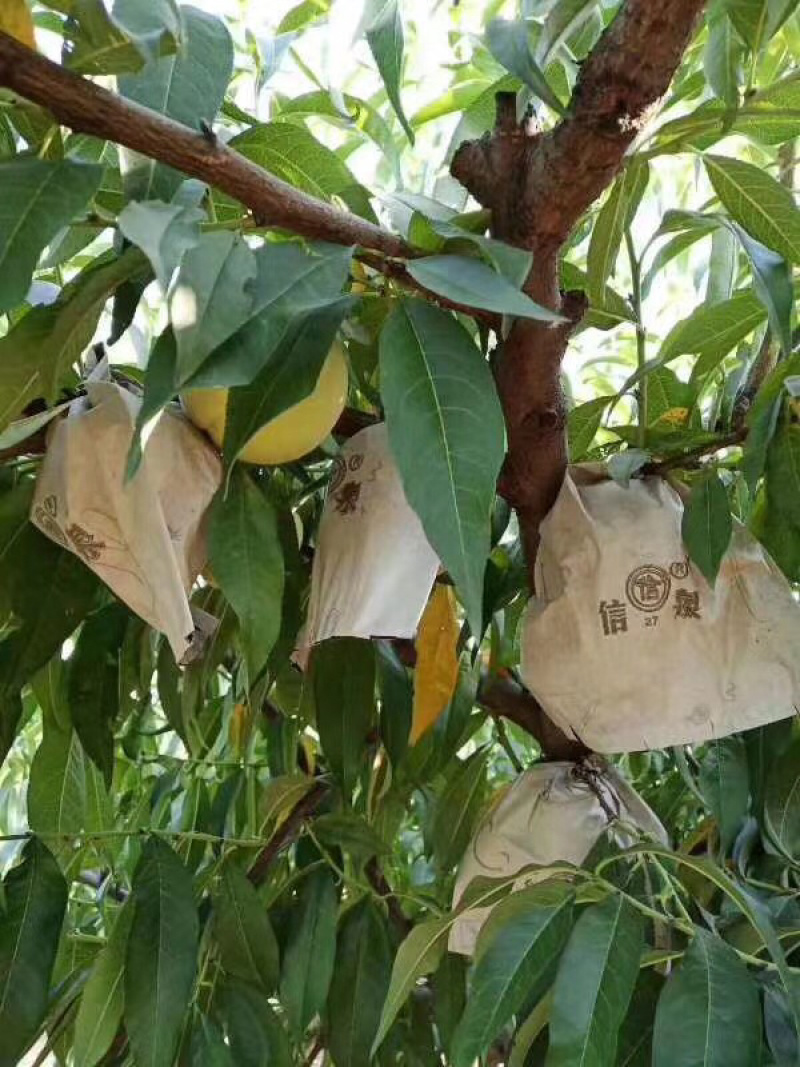 陕西大荔纸袋中黄桃黄金蜜桃量大，脆甜，产地直供！
