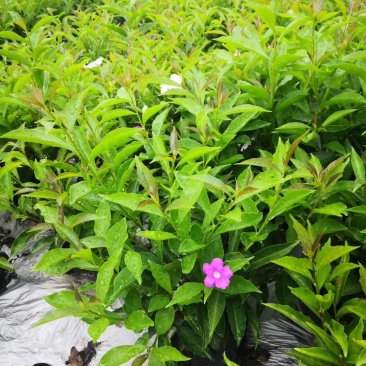 郫都区双色茉莉花，变色茉莉价格低，鸳鸯茉莉，双色茉莉价格