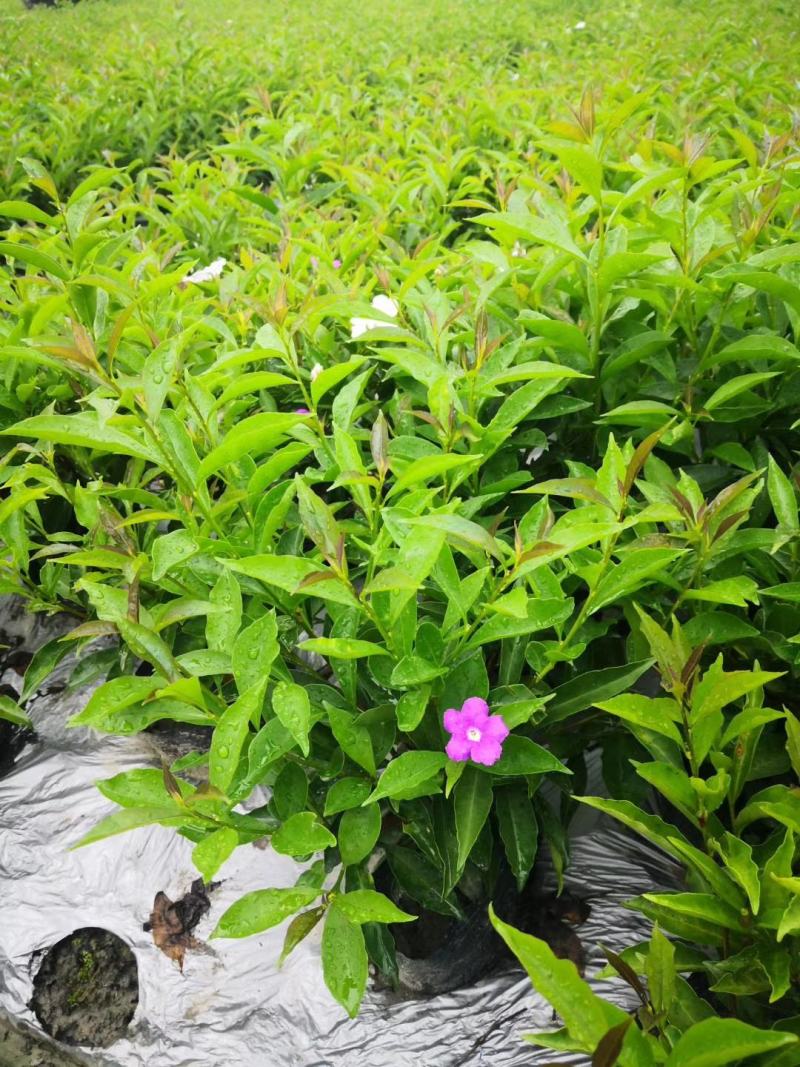 郫都区双色茉莉花，变色茉莉价格低，鸳鸯茉莉，双色茉莉价格