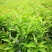 郫都区双色茉莉花，变色茉莉价格低，鸳鸯茉莉，双色茉莉价格