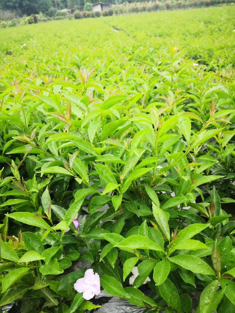 郫都区双色茉莉花，变色茉莉价格低，鸳鸯茉莉，双色茉莉价格