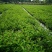 郫都区双色茉莉花，变色茉莉价格低，鸳鸯茉莉，双色茉莉价格