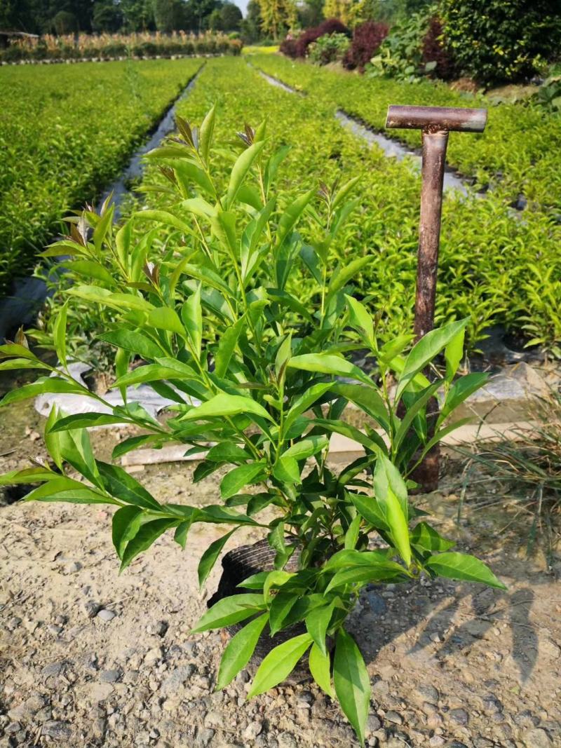 郫都区双色茉莉花，变色茉莉价格低，鸳鸯茉莉，双色茉莉价格