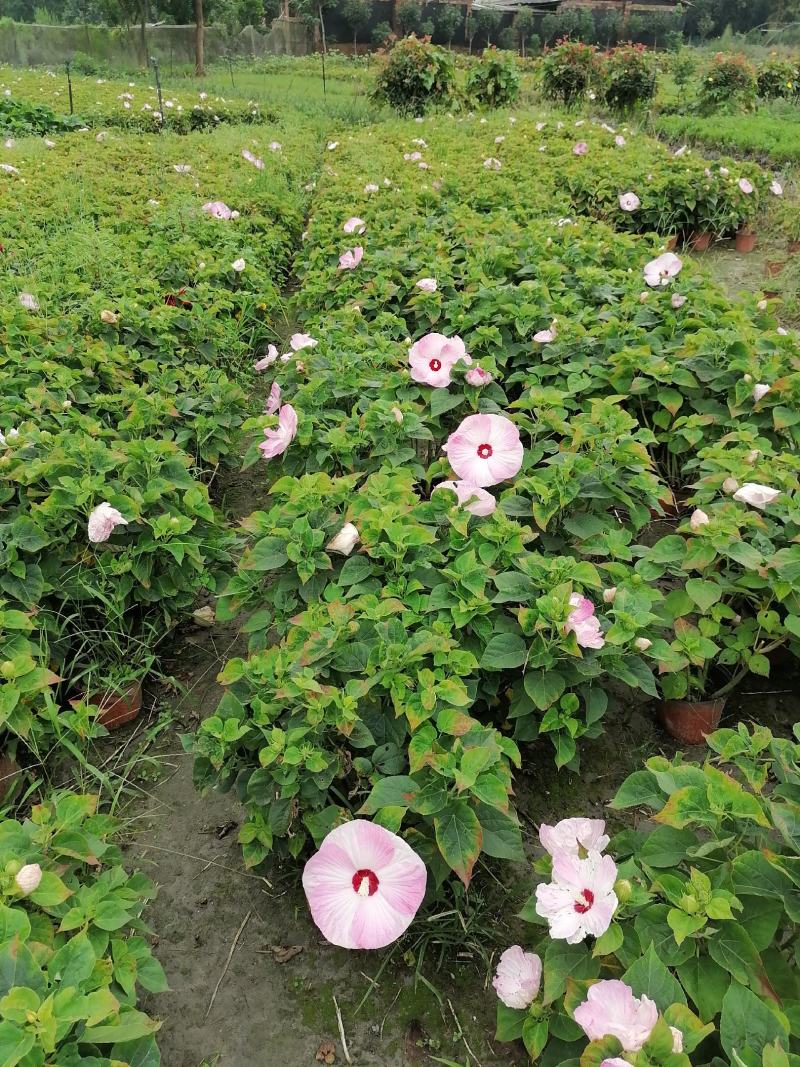 芙蓉葵杯苗出售有粉花和红花量大从优基地价直销