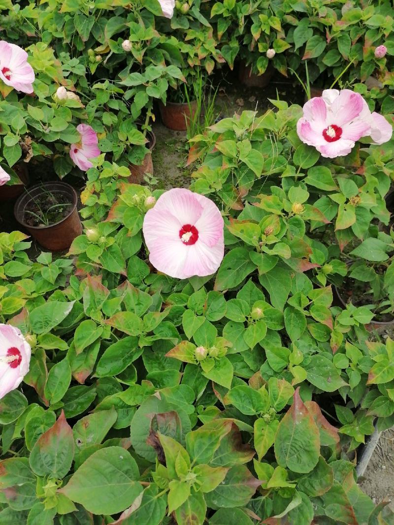芙蓉葵杯苗出售有粉花和红花量大从优基地价直销