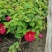 芙蓉葵杯苗出售有粉花和红花量大从优基地价直销