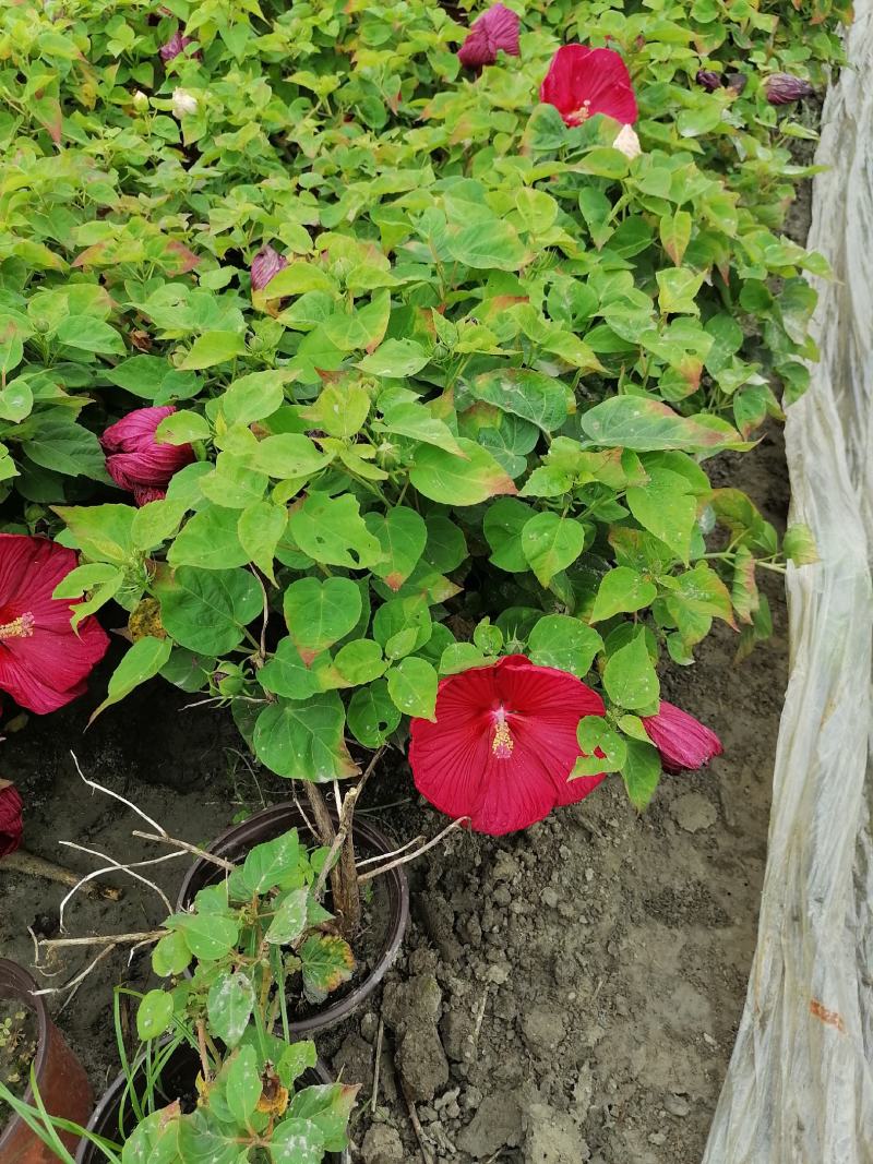芙蓉葵杯苗出售有粉花和红花量大从优基地价直销