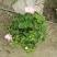 芙蓉葵杯苗出售有粉花和红花量大从优基地价直销