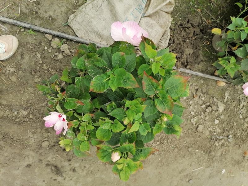 芙蓉葵杯苗出售有粉花和红花量大从优基地价直销