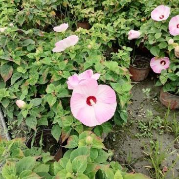 芙蓉葵杯苗出售有粉花和红花量大从优基地价直销