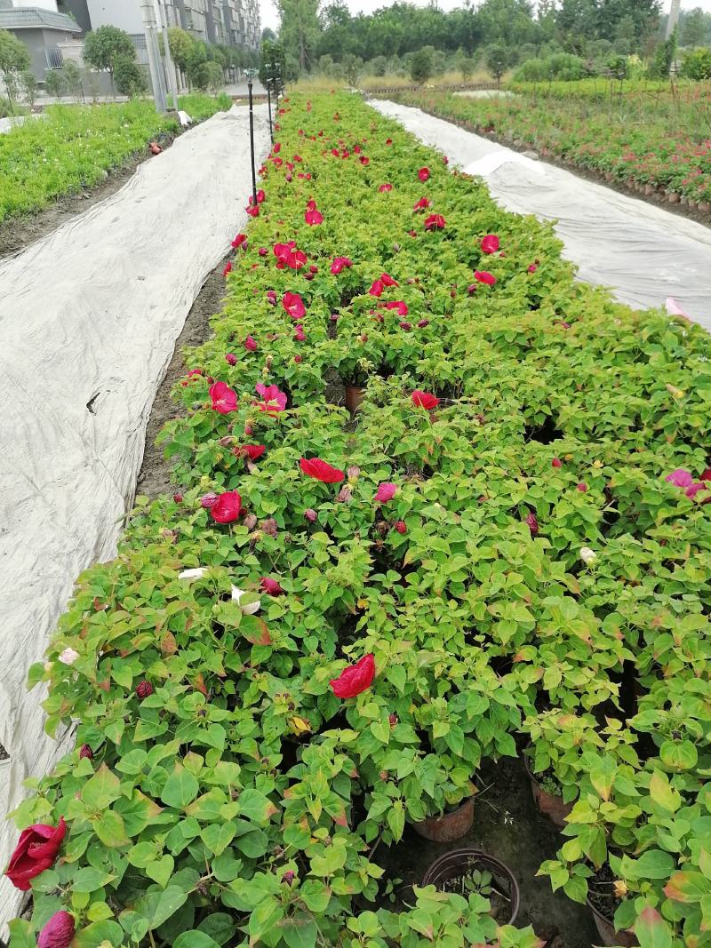 芙蓉葵杯苗出售有粉花和红花量大从优基地价直销