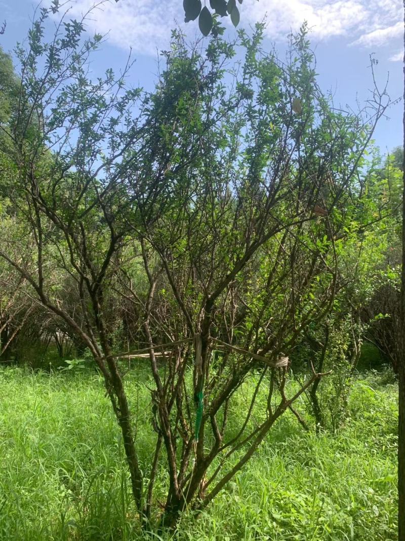 丛生花石榴多杆丛生花石榴树高度冠幅如图基地价