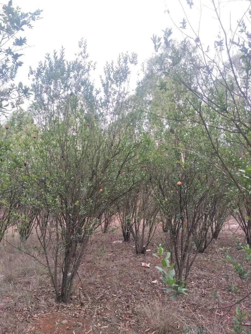 丛生花石榴多杆丛生花石榴树高度冠幅如图基地价