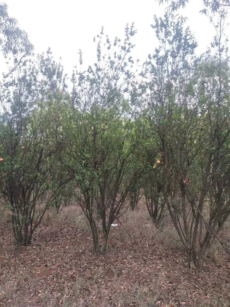 丛生花石榴多杆丛生花石榴树高度冠幅如图基地价