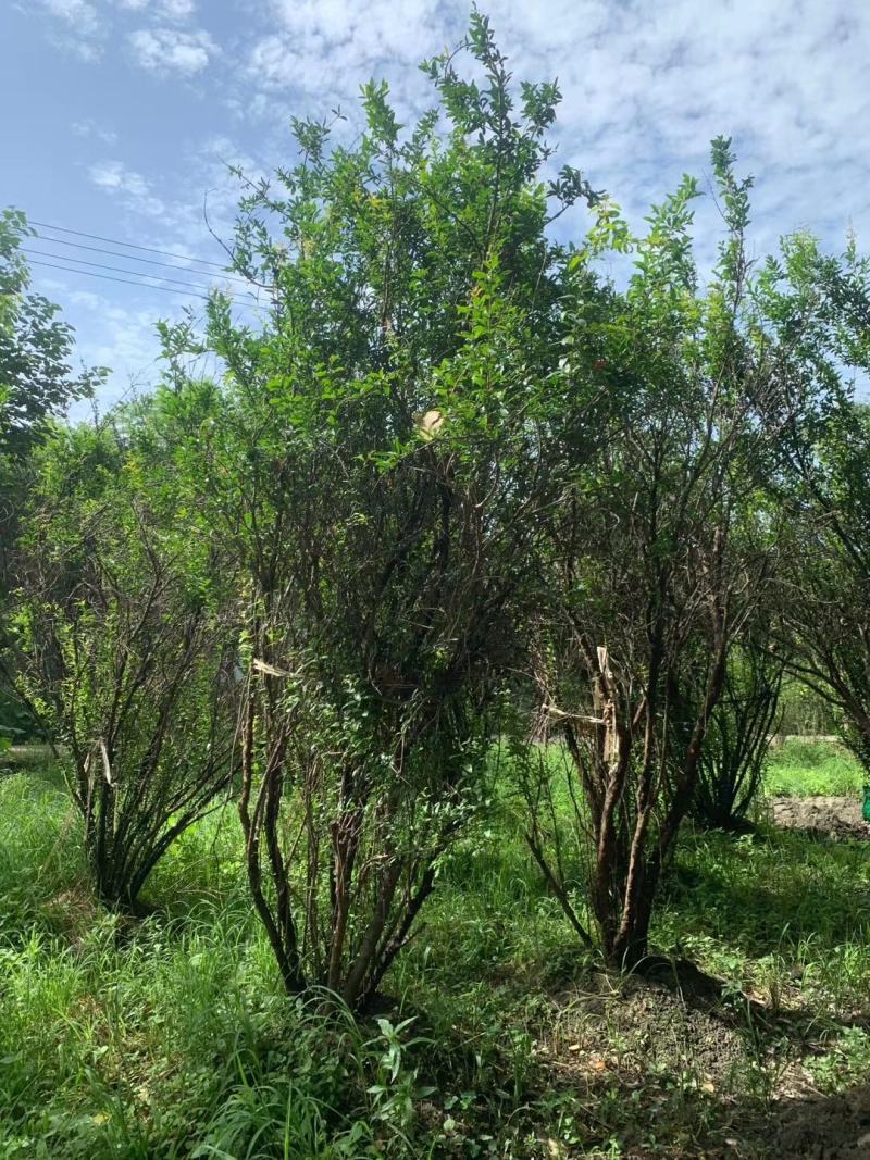 丛生花石榴多杆丛生花石榴树高度冠幅如图基地价