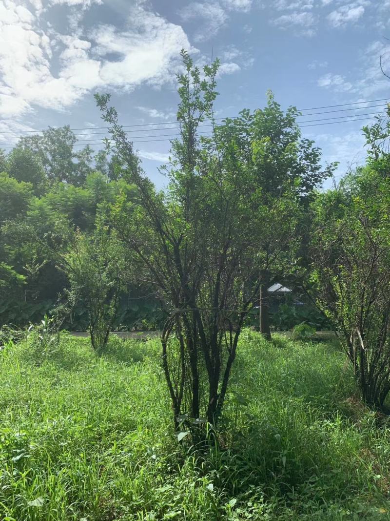 丛生花石榴多杆丛生花石榴树高度冠幅如图基地价