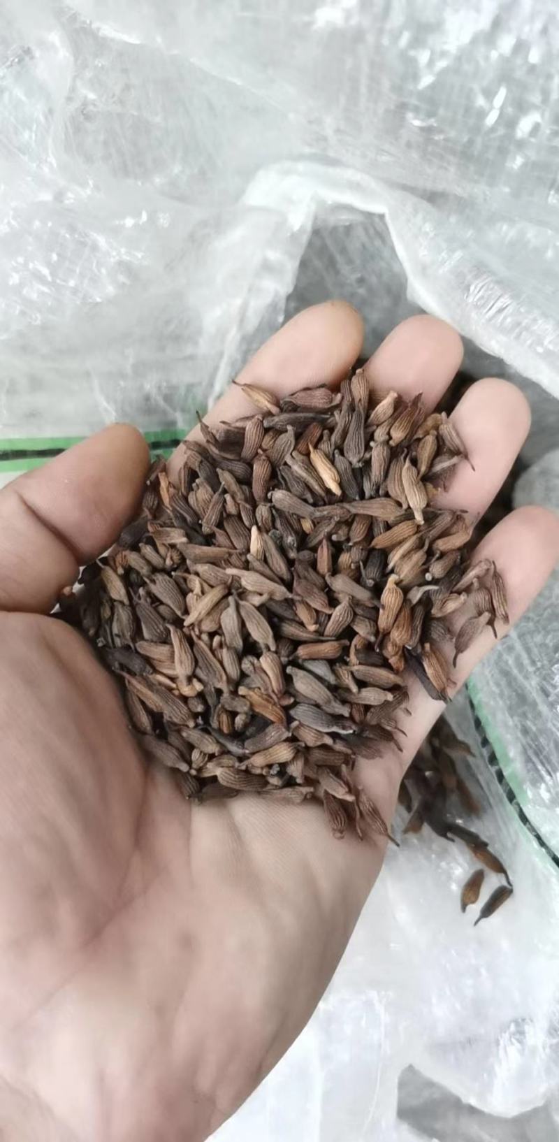 百部种苗-云南红花百部-大叶百部-百部水煮干条