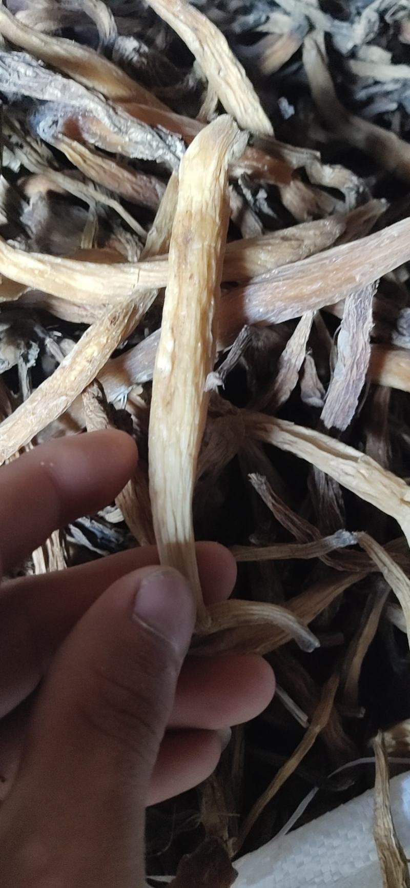 百部种苗-云南红花百部-大叶百部-百部水煮干条