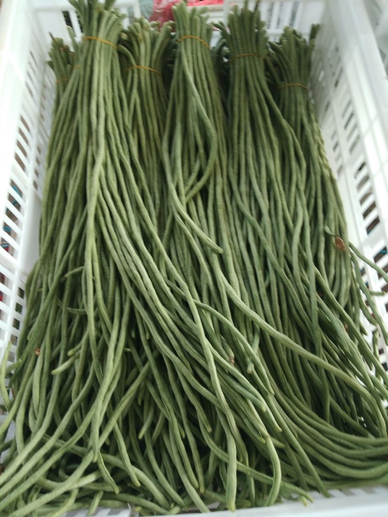长豆角如有需要的请于我联系质量好