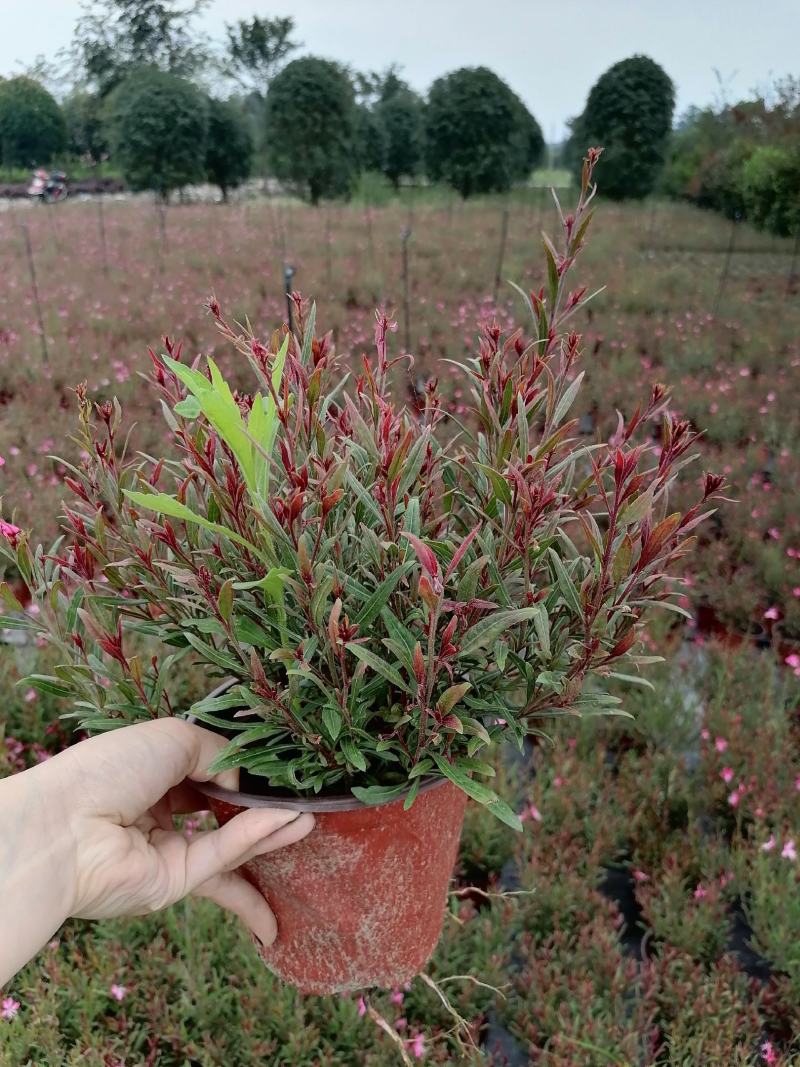 千鸟花双色杯出售开花千鸟花基地价格低，郫都区千鸟花种植