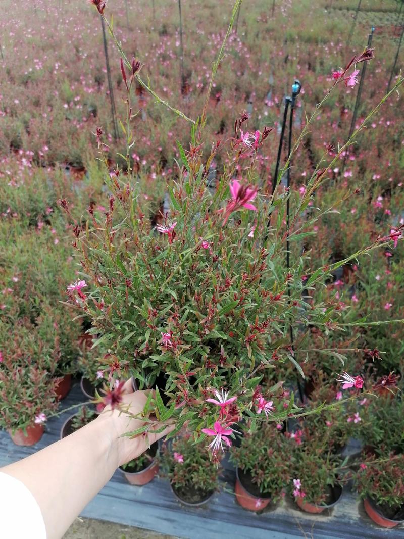 千鸟花双色杯出售开花千鸟花基地价格低，郫都区千鸟花种植