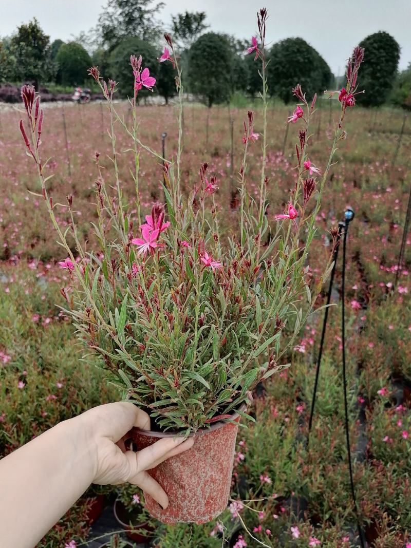 千鸟花双色杯出售开花千鸟花基地价格低，郫都区千鸟花种植