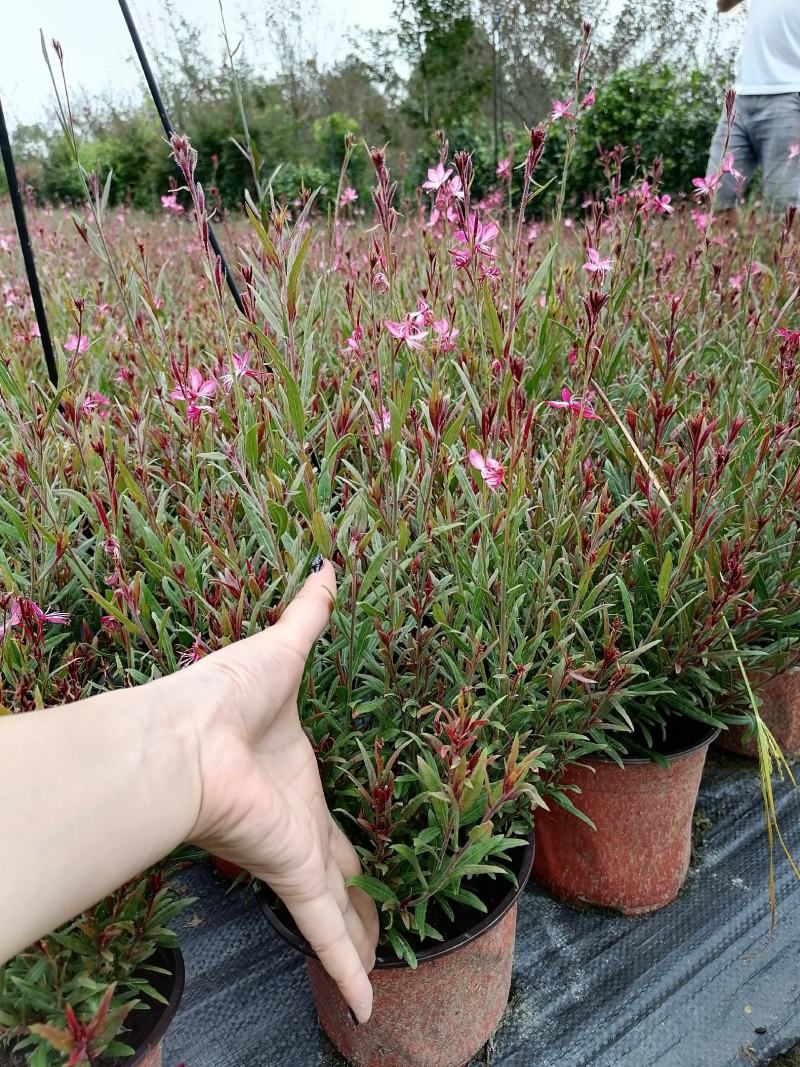 千鸟花双色杯出售开花千鸟花基地价格低，郫都区千鸟花种植