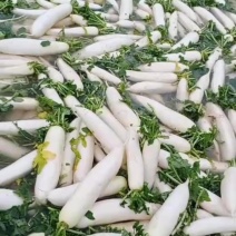 高山冷凉精品白萝卜，保鲜耐高温不邹皮